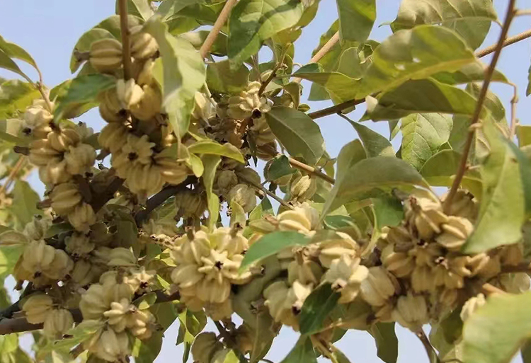 翅果油树