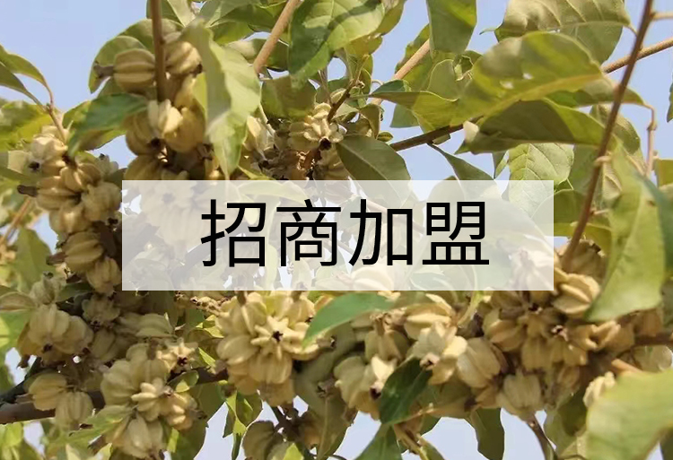招商加盟.jpg