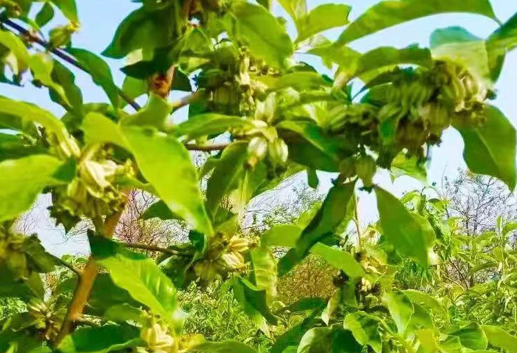 翅果油树