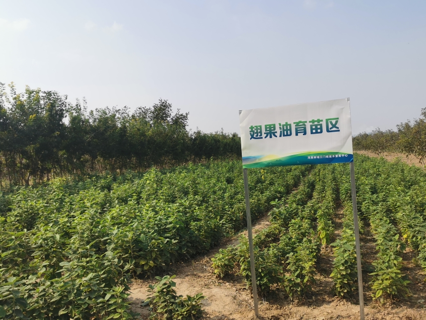 翅果油树苗展示