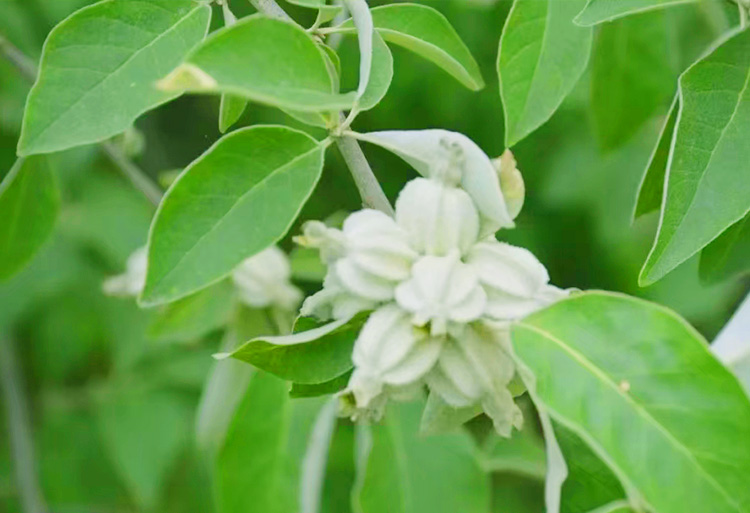 翅果油树